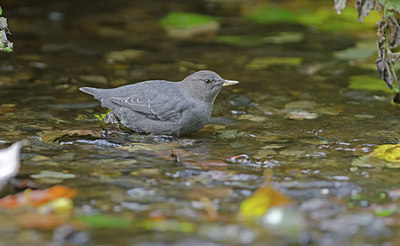 BUITEN BEELD Foto: 210710