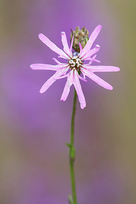 BUITEN BEELD Foto: 210720