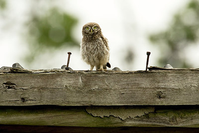 BUITEN BEELD Foto: 210751