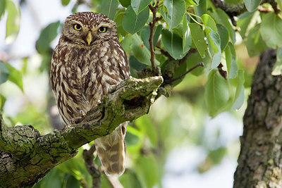 BUITEN BEELD Foto: 210755