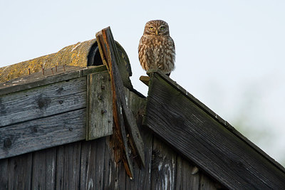 BUITEN BEELD Foto: 210757