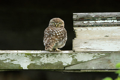 BUITEN BEELD Foto: 210758