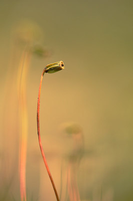 BUITEN BEELD Foto: 210796