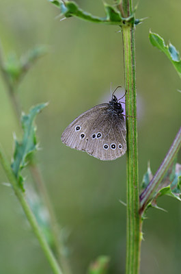 BUITEN BEELD Foto: 210798