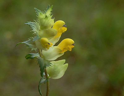 BUITEN BEELD Foto: 210800