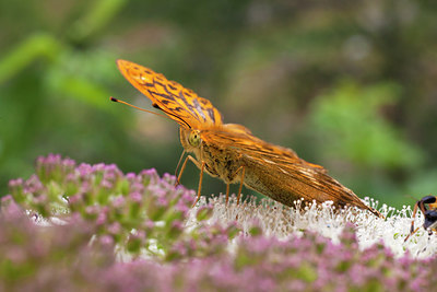 BUITEN BEELD Foto: 210806