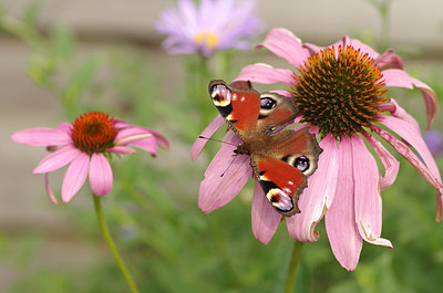 BUITEN BEELD Foto: 210841