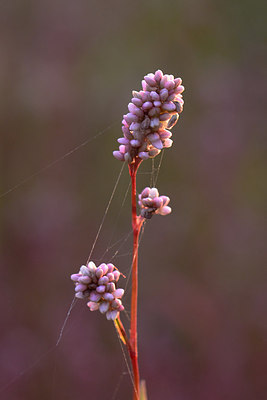 BUITEN BEELD Foto: 210913