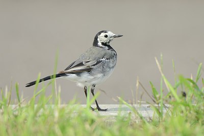 BUITEN BEELD Foto: 210934