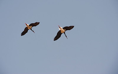 BUITEN BEELD Foto: 211020