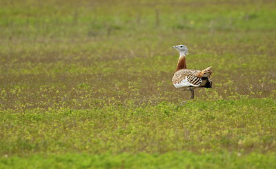 BUITEN BEELD Foto: 211021