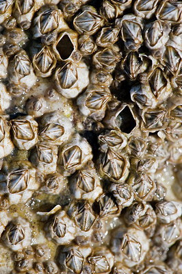 BUITEN BEELD Foto: 211055