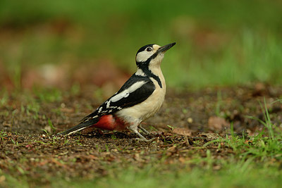 BUITEN BEELD Foto: 211079