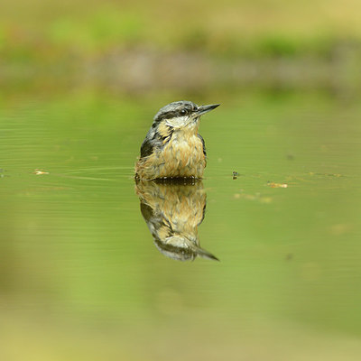 BUITEN BEELD Foto: 211089