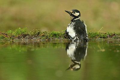 BUITEN BEELD Foto: 211091