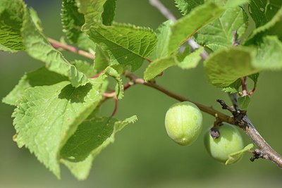 BUITEN BEELD Foto: 211101