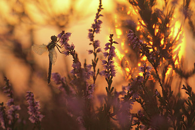 BUITEN BEELD Foto: 211130