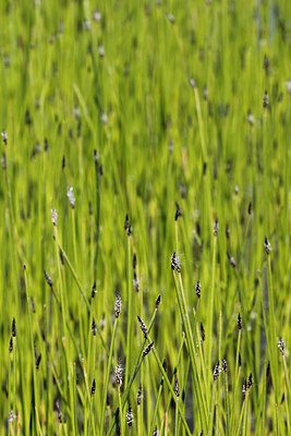 BUITEN BEELD Foto: 211149