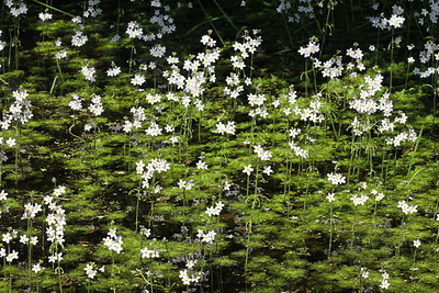 BUITEN BEELD Foto: 211151