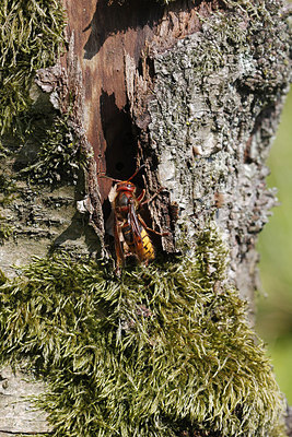BUITEN BEELD Foto: 211160