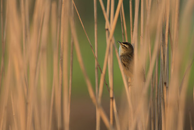 BUITEN BEELD Foto: 211167