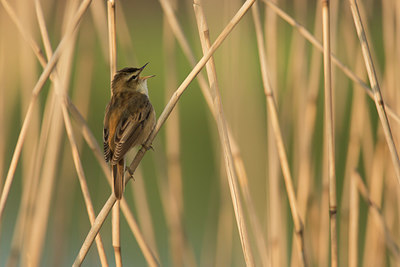 BUITEN BEELD Foto: 211168