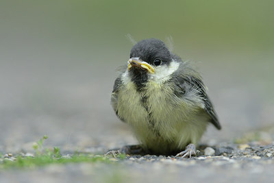 BUITEN BEELD Foto: 211173