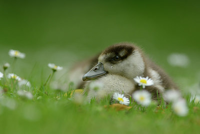 BUITEN BEELD Foto: 211190