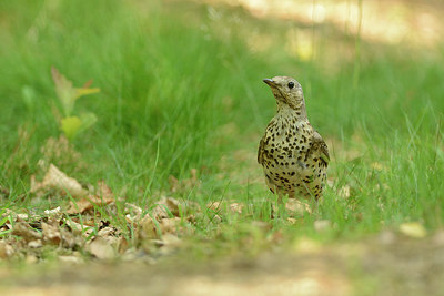 BUITEN BEELD Foto: 211196