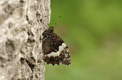 BUITEN BEELD Foto: 211246