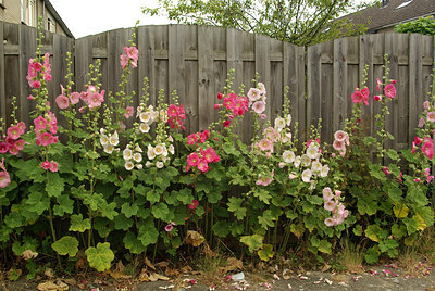 BUITEN BEELD Foto: 211257
