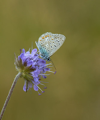 BUITEN BEELD Foto: 211340