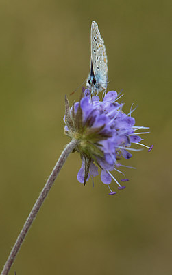 BUITEN BEELD Foto: 211341