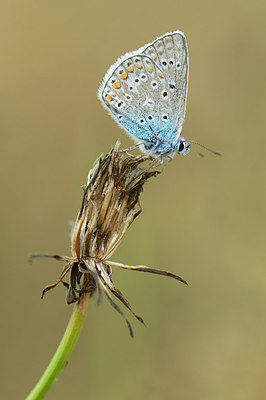 BUITEN BEELD Foto: 211343
