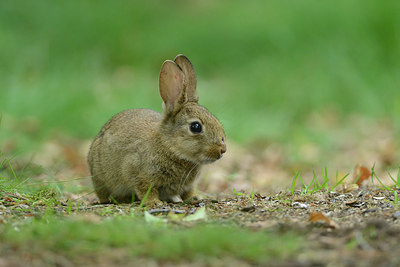 BUITEN BEELD Foto: 211344