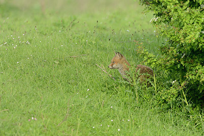 BUITEN BEELD Foto: 211359