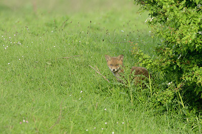 BUITEN BEELD Foto: 211360