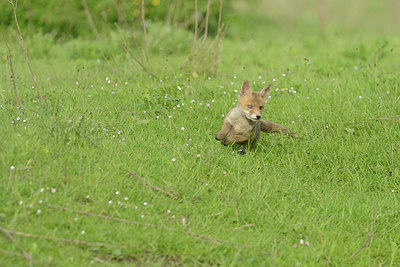 BUITEN BEELD Foto: 211361
