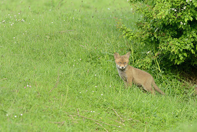 BUITEN BEELD Foto: 211362