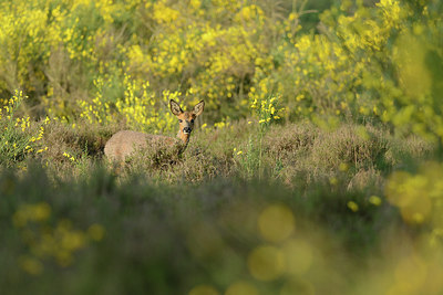 BUITEN BEELD Foto: 211365