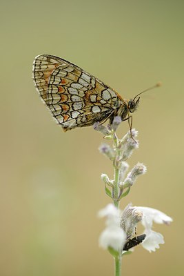 BUITEN BEELD Foto: 211379