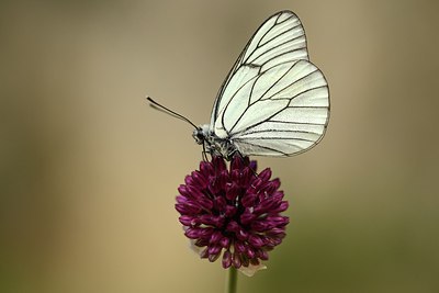 BUITEN BEELD Foto: 211381