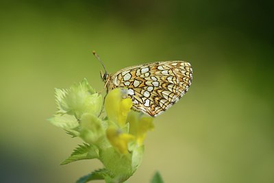 BUITEN BEELD Foto: 211382
