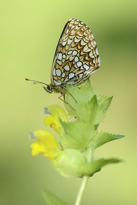 BUITEN BEELD Foto: 211383