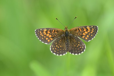 BUITEN BEELD Foto: 211385