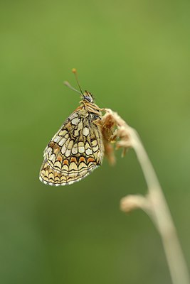 BUITEN BEELD Foto: 211386