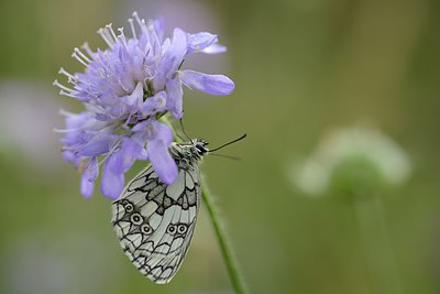 BUITEN BEELD Foto: 211387