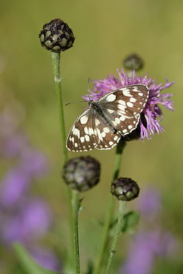 BUITEN BEELD Foto: 211389