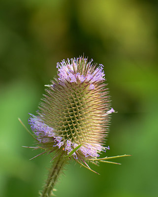 BUITEN BEELD Foto: 211413