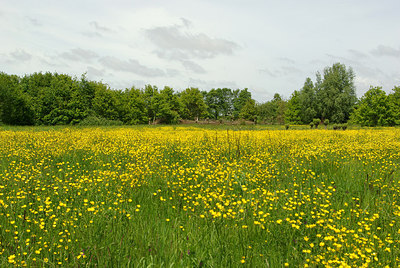 BUITEN BEELD Foto: 211441